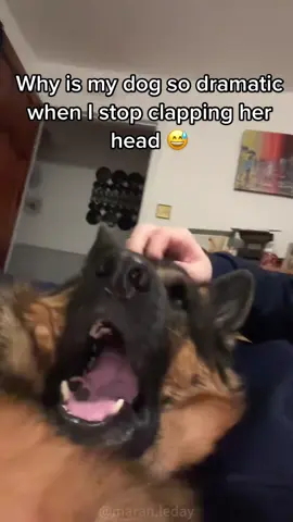 When you stop petting the dog #dog #funny #happy #foryou #funnydog 