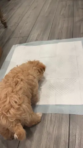 Is licking the spray normal 👀 ?