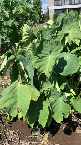 कर्कालोको गावा को को लाई मन पर्छ  ###3dzoompro ##foryoupage 