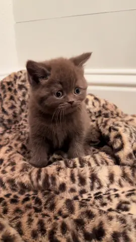 So glamour ✨🤎 #britishshorthair #kitty #britishshorthairkittens #brownkitten #glamour 