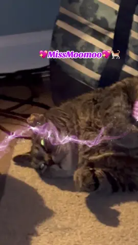 I just happen to look up from my chair to see this lil angel 😇💖🐈‍⬛😻🐈💖#missmoomoo #missmoomoofans #missmoomoos #catsoftiktok #cattok @Jancy @💖MissMoomoo369💖 @💖Miss🐅Moomoo&Howie🤓💖 @Aaaaaaaawhat🧊🌎🏝️ @InnerBeauty369.store @pageofsage888 
