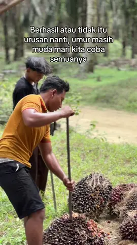 💪🔥 @driverrr mudaaa #pemuatsawit #pemuatsawitriau #storysawit🌴🌴 #sawitontiktok #fyp 