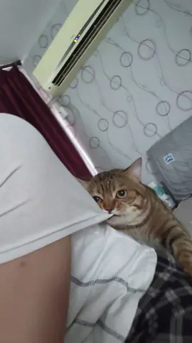 #cute #funny #animals 