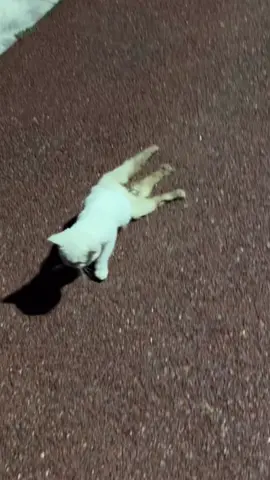 #cat #catsoftiktok #catvideo #catpuppy 
