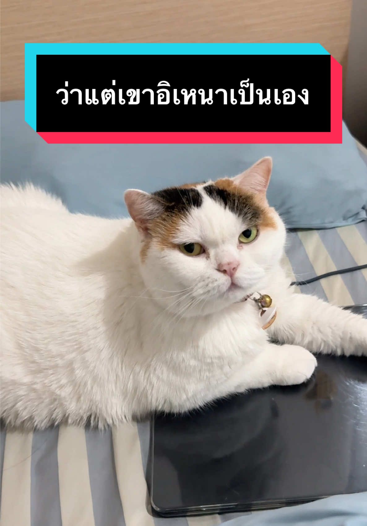 เมื่อคุณไม่มีไรทำเลยบู้บี้แมวเล่นแต่… #มูมินแมวเหนียง #แมวน่ารัก #สวนสัตว์tiktok #cat #catoftiktok 