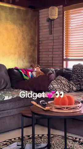 #dogsoftiktok #cute #chihuahua #mydog #dog 