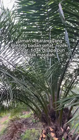 #petanisawit #sawitstory #sawitbalap #sawitjambi #sawittiktok #sawitsumatera #sawitriau #petanisawitsukses #sawitontiktok #sawitindonesia #sawitstory🌴🌴🌴 #petanimuda #petanimuda #petanimuda #petanimilenial #sawit #sawitmalaysia #sawitsumatra 