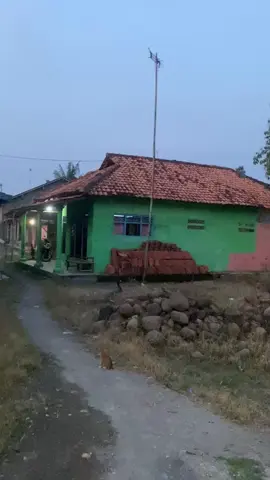 penampakan tiga serangkai ular  #ular #berbisa #fenomena #langka #mahlukaneh 