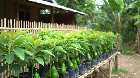 #bibittanaman #tanamanviral #bibitalpukat #tanamanalpukat #alpukataligator 