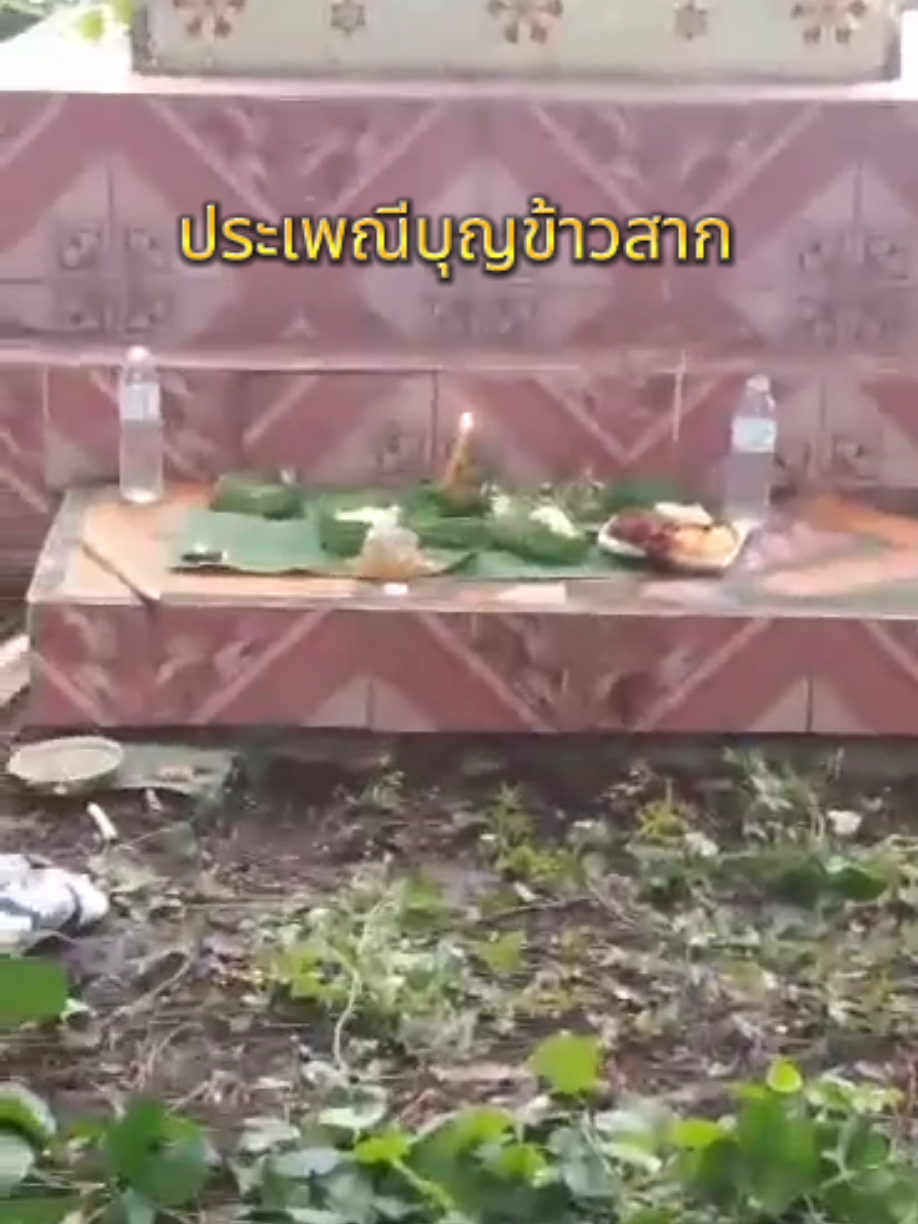 ประเพณีบุญข้าวสาก #บุญข้าวสาก 