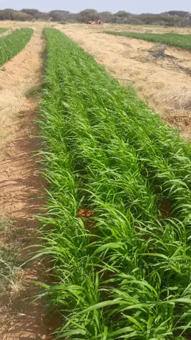 waxaan beernay cowska sudan grass anagoo ku beernay nidaamka biyo tashiilka ee looyaqaan drip irrigation.  sudan grassku ma dhib badna oo beeritaankiisu wuu fudud yahay kaliya markaad beeraysid ee waa dedejisaa soo biqlidiisa adiga oo ka hortagaya cillada layiraahdo seed dormancy taaso ah in abuurku si wanaagsan usoo wada bixi waayo , hadaba waa inaad 24 saac biyo ku radisaa ama u daysaa yacni biyo ku dhexrid kadibna asagoo qoyan beer. sidoo kale nidaamka biyo tashiilka aad buu ugu wanaagsan yahay ee hala ogaado. #tiktok #foryou #fyp #somalitiktok #foryoupage 