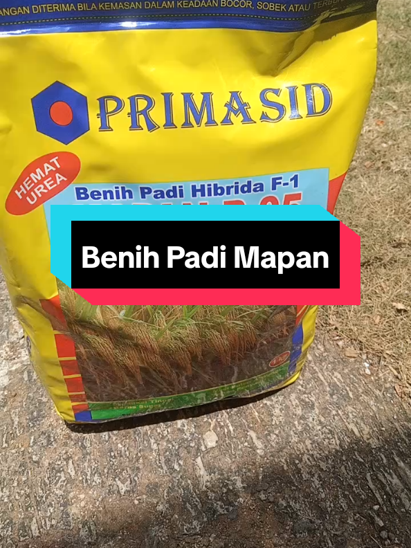 Sekarang harganya tembus 200ribuan Jagan ditunda lagi deh sebelum harga tambah naek #fyppppppppppppppppppppppp #benihpadimapan #benihpadi #mapan05 #pertanian 