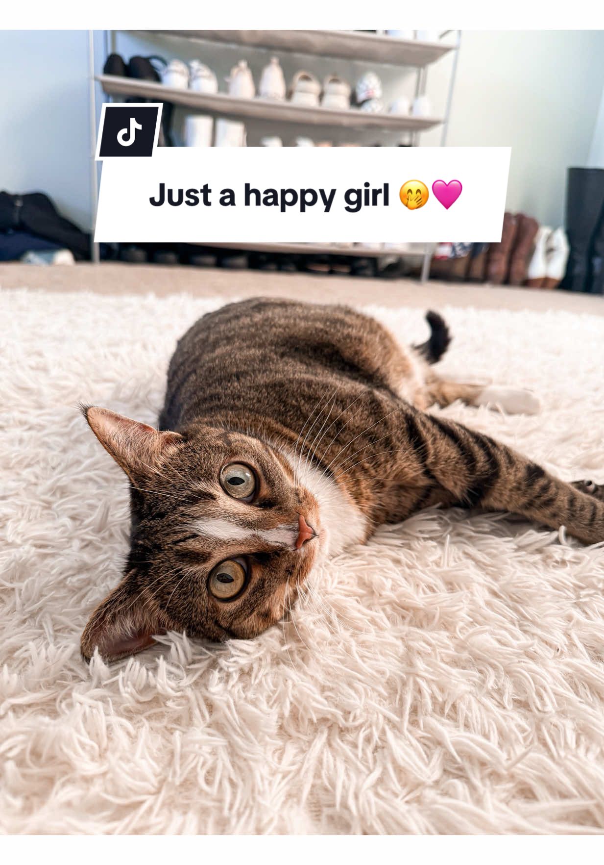They see me rolling, they’re hatin’ 🤣 #cattok #catsoftiktok #cutecatsoftiktok #cutecatvideos #cutecats 