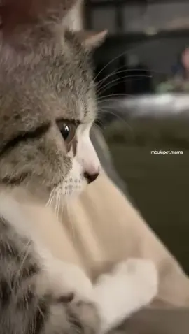 opet lagi galau, padahal kerjanya cuma makan tidur #catsoftiktok #kucingtiktok #catlovers #mbulopetmama 