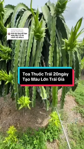 Trả lời @Nguyễn Thanh Sang Toa Trái 20Ngày Giải Bó Bung Trái Già -Tạo Màu .Trên Vườn Em - Bên Em Có Đầy Đủ Tất Cả Các Toa Từ Búp Đến Chính - Anh Chị Cần Ghé Em Nha #thuocthanhlong #thanhlong #thanhlongbinhthuan   @Cửa Hàng VTNN Thành Quyên 
