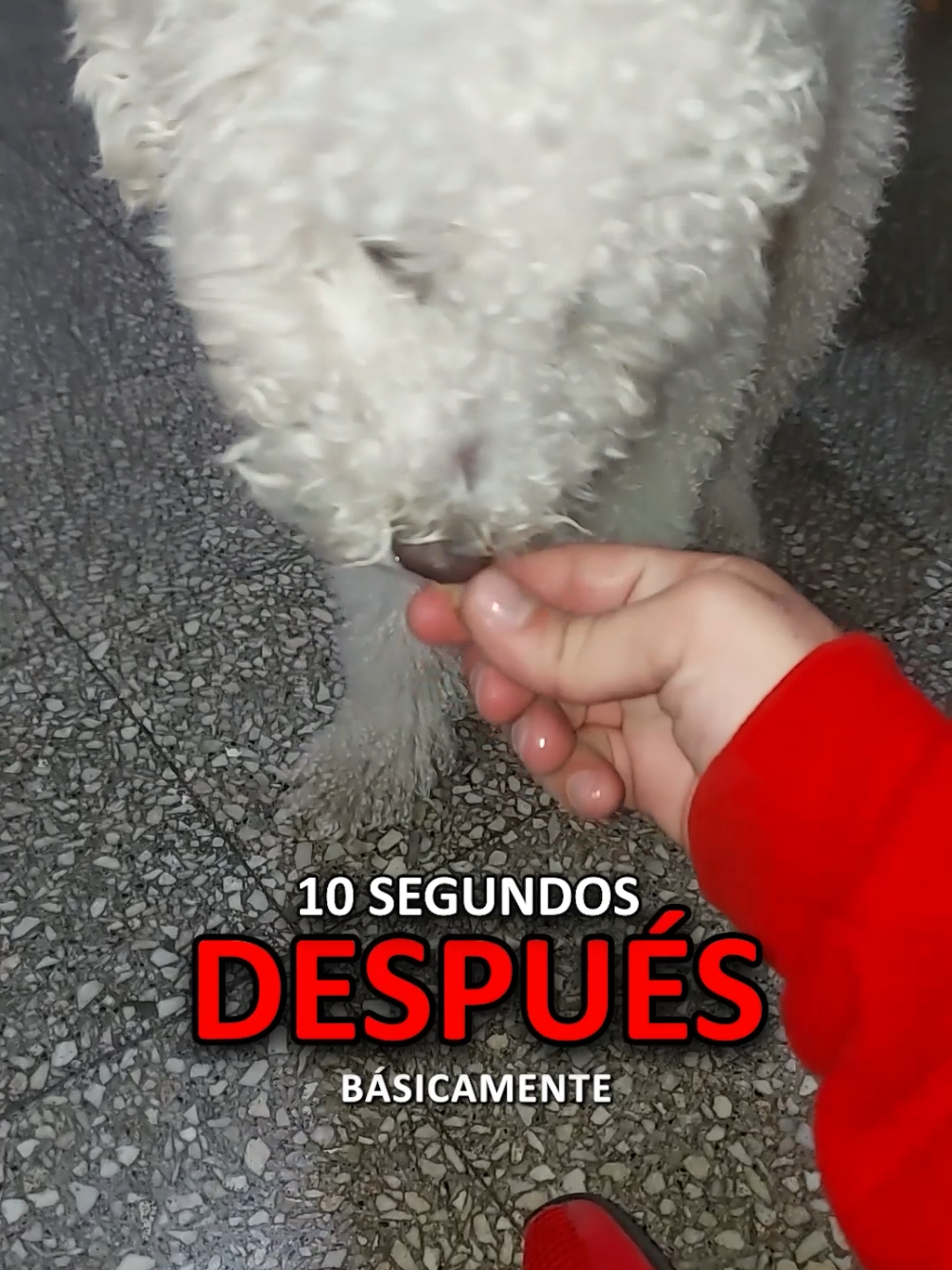 NO PARA DE LADRAR ❗❗ 🐶🔔 Este perro me recibió con ladridos sin parar, defendiendo su casa y sin dejar que nadie entrara tranquilo. Pero en cuestión de segundos ya estaba más calmado y comiendo de mi mano, demostrando que todo puede cambiar con el enfoque correcto 🙌. Después de solo 5 minutos de trabajo con obediencia básica —acudir al llamado, sentarse y esperar— hicimos la prueba final: volví a tocar el timbre y los tutores pudieron recibirme sin un solo ladrido. Incluso respondió perfecto a las órdenes aprendidas. ¡Problema resuelto en minutos! 🐾✨ #perro #adiestramientocanino