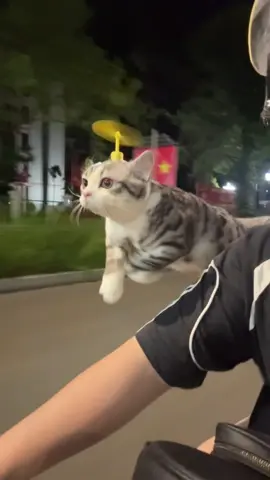 Doraemon bị béo phì #pheobinmacca #catsoftiktok #doraemon 