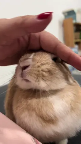 Love~~ #rabbit_🐰💓 #rabbitsoftiktok #rabbit #บราวนี่บลอนดี้ #pet 