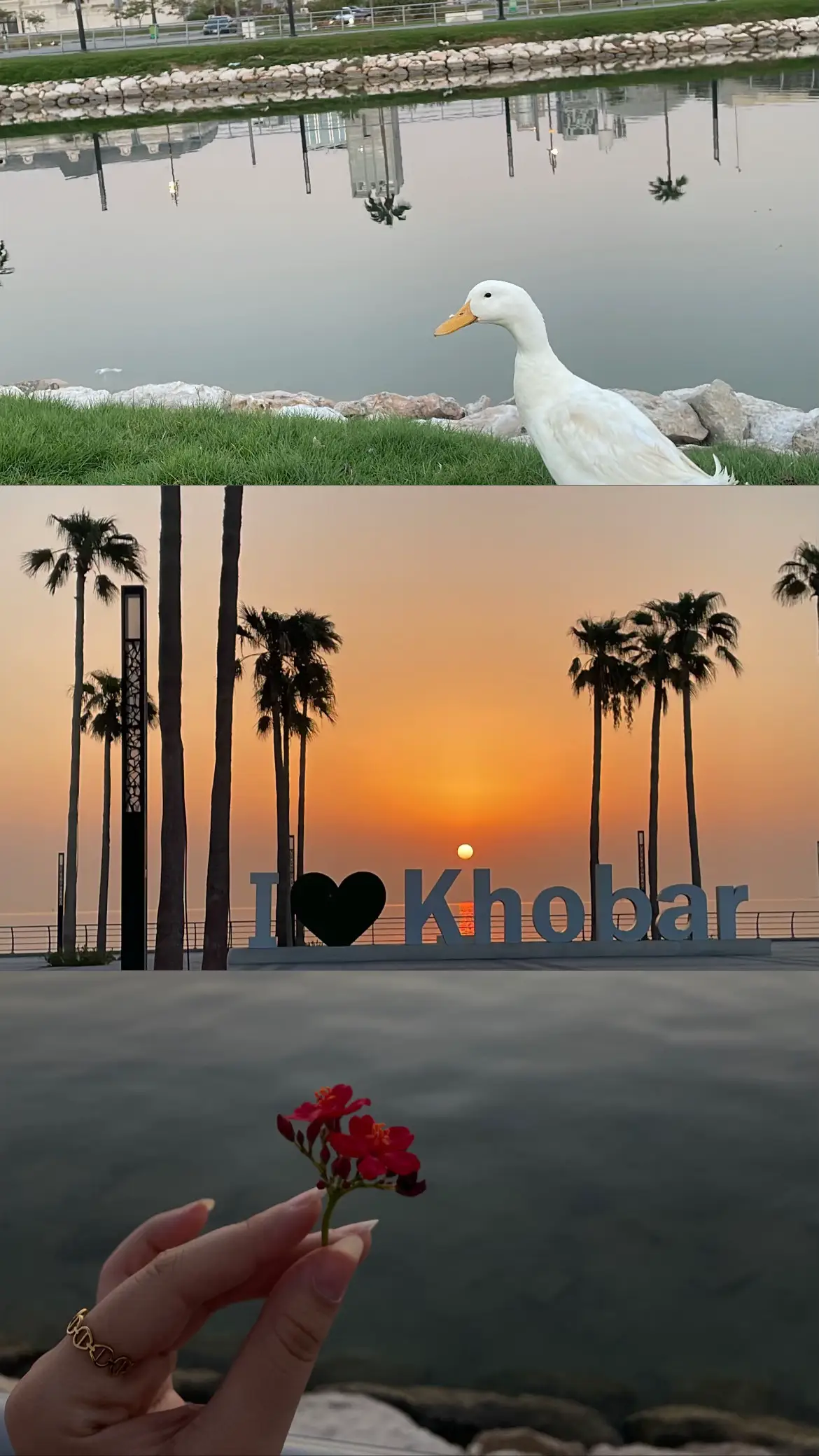 اللي م يحب #الخُبر ما يعرف الحُب 🤍🤍🤍🤍. #الخبر_الشرقيه #اكسبلورexplore 