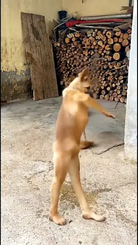 Digital Dog dance 😂 wait 😅 #explore #funny #shorts 