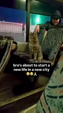 Bro is ready to start a whole new life🙏🔥 #fyp #memes #funny #viral #cats #cat 