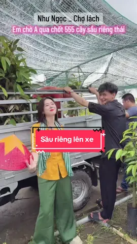 Hổng lẽ trai đẹp về Bình phước hết rồi sao..😂😂😂 Anh khách dễ thương ủng hộ N 555 cây sầu riêng ❤️ #caygiong #xuhuong #nhungoc_cholach #saurienggiong #sauriengthai 