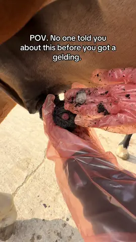 Checking for a beanie in the weenie 🐎 #fyp #foryou #sheathcleaning #equestrian 