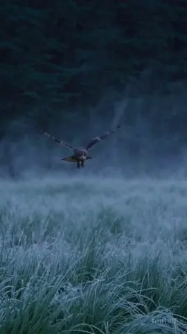 The mist hides her flight #owl #fog #cinematic #nature #morning 