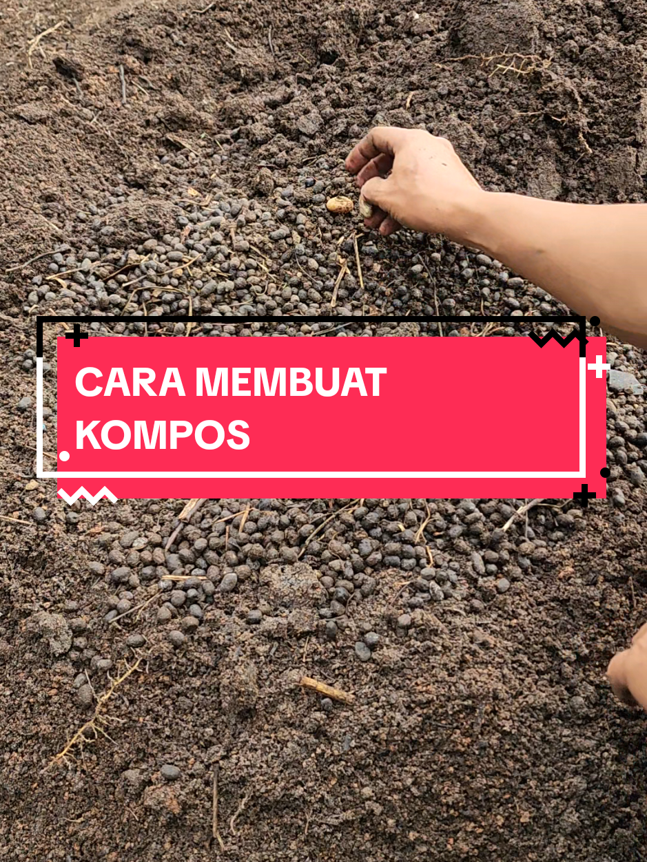 supaya pertumbuhan tanam subur cara paling murah yaitu menggunakan kohe kambing kohe sapi dll. ini cara ku untuk membuat pupuk organik atau kompos dirumah, menggunakan campuran abu sekam abu pembakaran atau arang sekam, dicampurkan menggunakan kohe kambing di aduk merata kemudian di diamkan selama 2 Minggu supaya terfermentasi dengan sendirinya  #kohekambing #pupukorganik #kompos #poc 