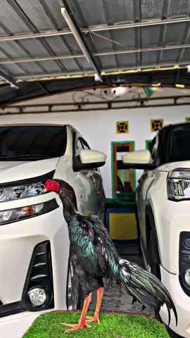 #bkselatan #ayambangkoksuper #ayambangkokindinesia #pakhoy #ayambangkokimport 