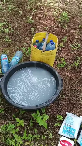 pupuk kocor NPK 16 16 16 plus miwon #npkmutiara  #npk  #sawit 