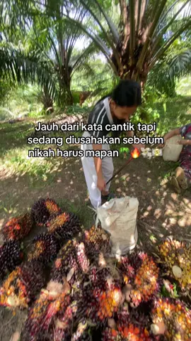 🫡#fy #fyppppppppppppppppppppppp #fypage #fypage #petanimuda #petaniindonesia🇮🇩🇮🇩🇮🇩🌿🌿 #petani 