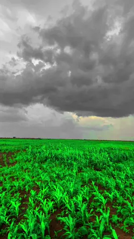 #السودان #البطانة_جمال_البادية_والريف #الخريف_والجو_الجميل🍁🍂 #مشاهير_تيك_توك_مشاهير_العرب #السودان_مشاهير_تيك_توك 