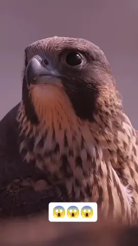 #CapCut #💀 #🦅 #falcon #virl 