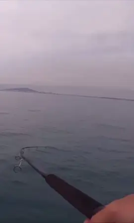 Un thon ultra puissant déroule toute une bobine 😱😱😱 #viral #fyp #thon #fishing #jesuisadrill 