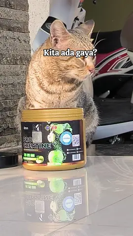 #kucing #creatine #muslefirst #workoutmotivation #berotot 