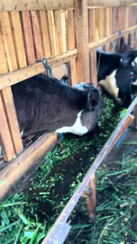 Ndang gede ya nduk  #fyppppppppppppppppppppppp #kandangpedet #sapiperah #sapi 