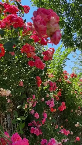 Stunning Garden Ideas, Water Features & Layouts, Creative Garden Designs#gardenlove #roses #nature #creatorsearchinsights #flowers 