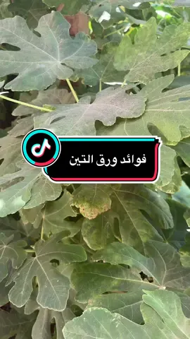 ‏فوائد ورق التين  ”يشارك خطوات صغيرة تغيّر نمط الحياة وتمنح طاقة إيجابية كل يوم 🌸 نمط_حياة_صحية صحة تغذية رياضة #دايت #نصائح_صحية ##LIVEIncentiveProgram##LIVEStory##PaidPartnership