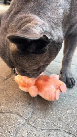 😄😄😄 Dodi vette a zsebpenzebol #frenchbulldog #frenchie #frenchiesoftiktok #puppiesoftiktok #foryou 