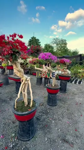 Bonsai #bougainvillea #fyp #hoagiay 