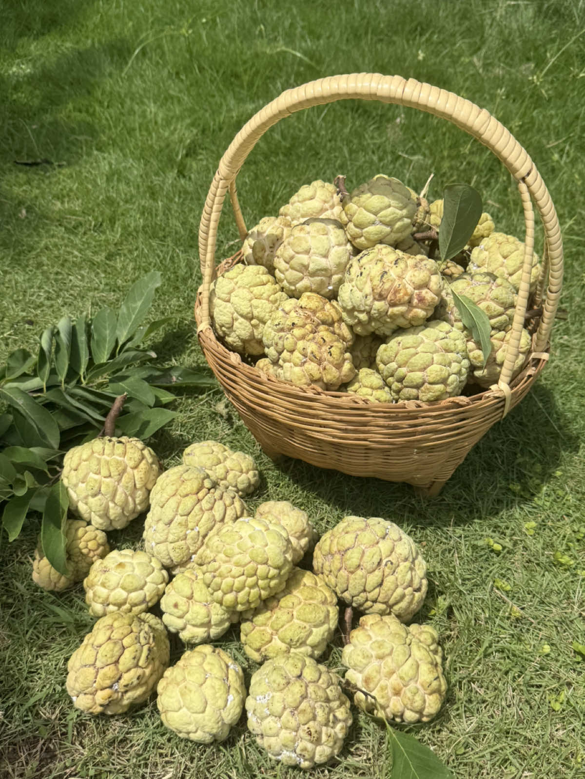 เก็บน้อยหน่ากันค่ะ 🌱 #น้อยหน่า #ผลไม้ #สวนผักข้างบ้าน 