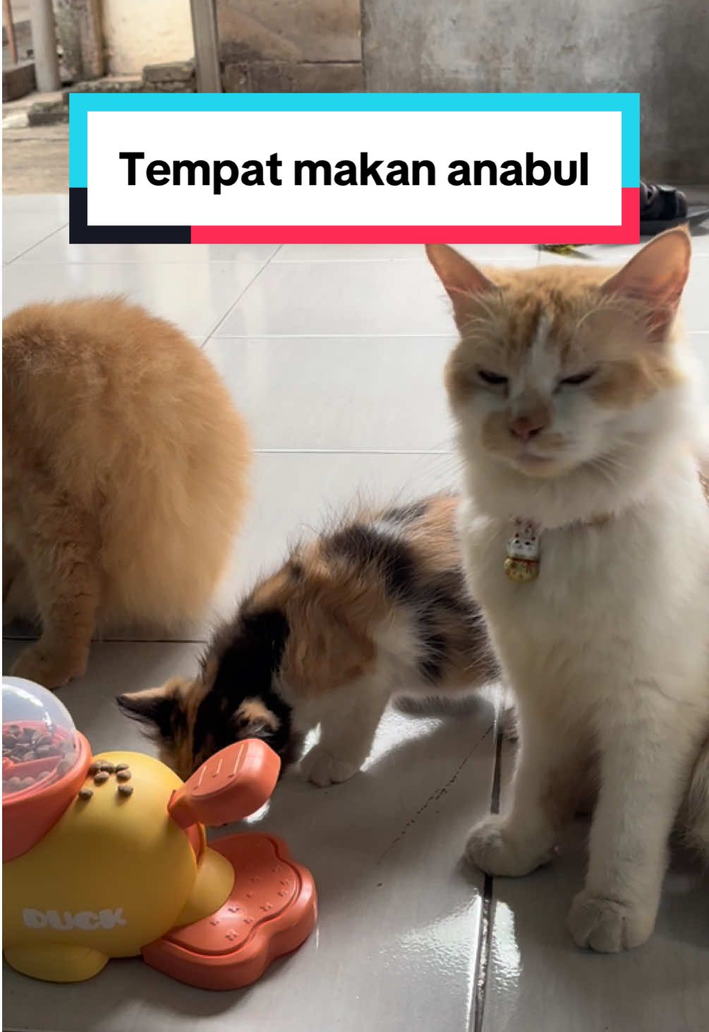 #cat #catsoftiktok 