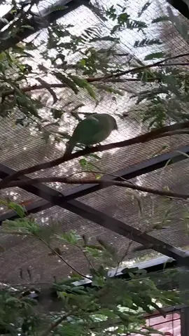 Masteran jangan bagus bagus om nanti ada yang ga suka 😅 . . . Terkadang cahaya terlalu silau bagi hati yang gelap itu ga baik 😅 #muraibatuindonesia #kicaumania 