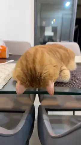 Cats have all sorts of weird sleeping positions 😴#cat #cats #funnyvideos #cutecat#animals #funnymoments #tiktok #fyp 