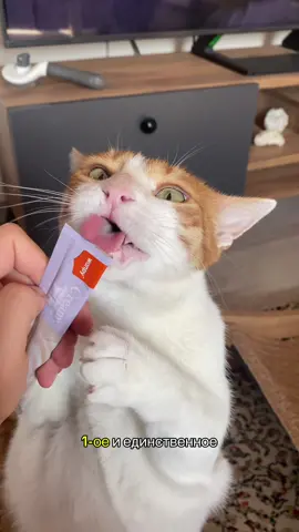 #котикпопик #рекомендации #коты 