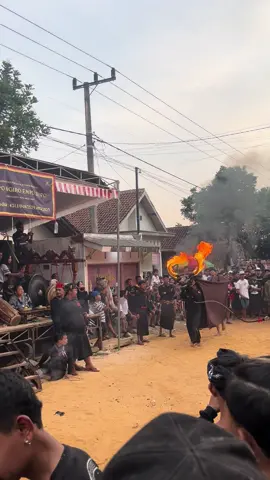 Mbanteng abissss🤪#bantenganmalang #bantengmalang 