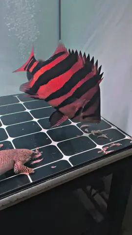 Datz sumatra / borneo ?? #datz #predatorfish  