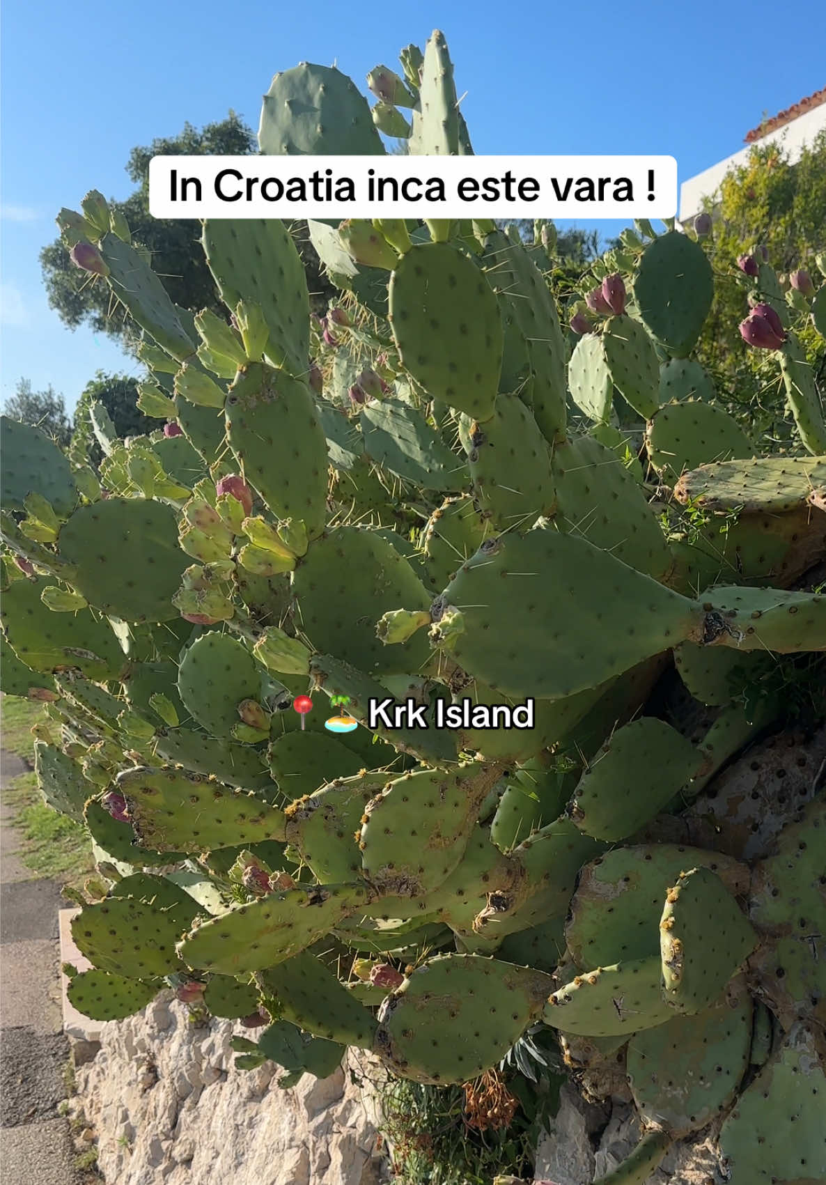 Croatia #travel #fyp #krk #viral 