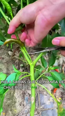 Howcanachilipeppergrowintoachilitree？#garden#gardening#gardeninghacks#gardentok#gardentips